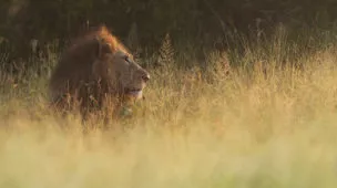 declarar o lucro da empresa