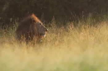 Conheça o PERT no Simples Nacional 2022