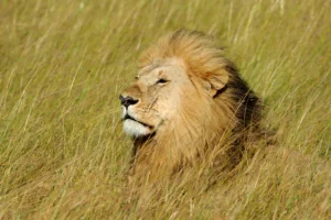 leão na mata representando imposto de renda