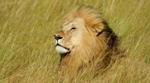 leão na mata representando imposto de renda