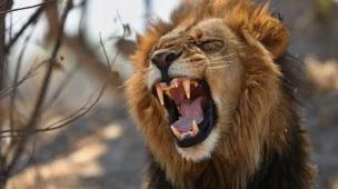 Cálculo do imposto de renda